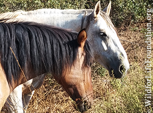 rescued mustangs